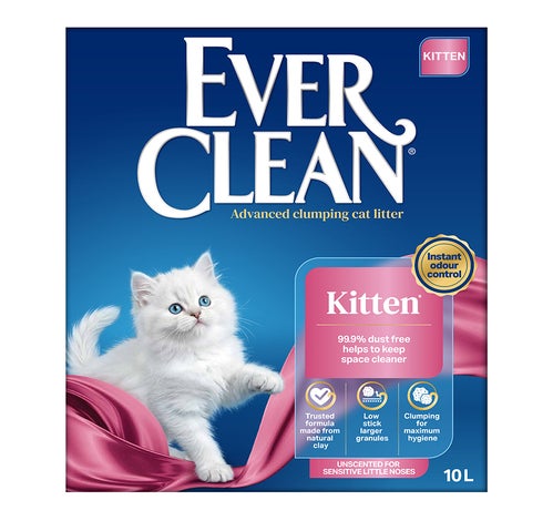 Kitten